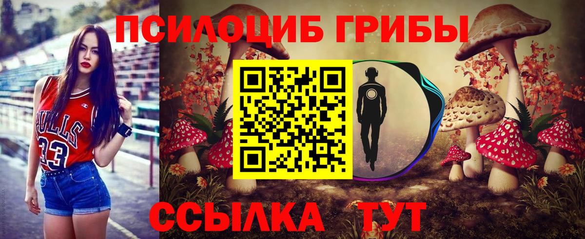 Галлюциногенные грибы Psilocybe Грозный